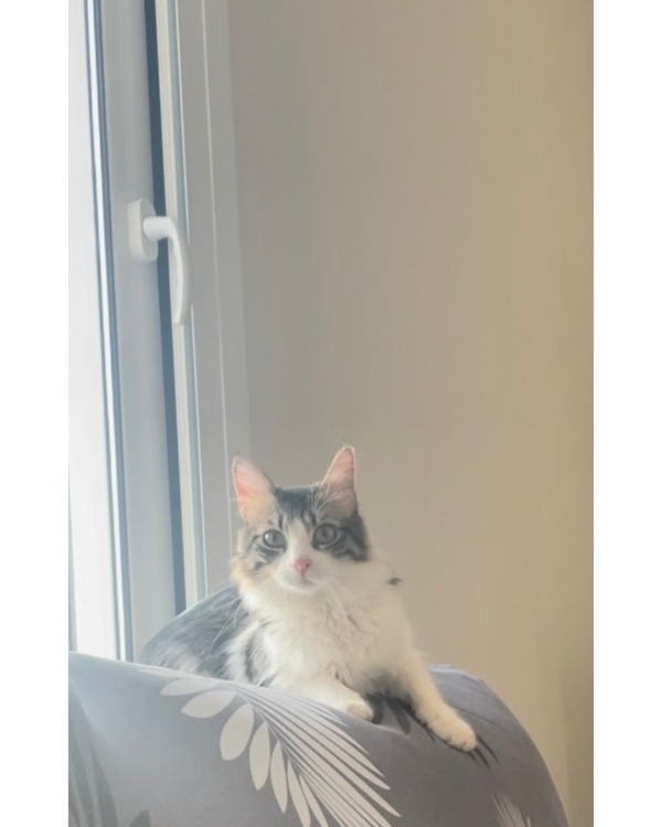 Missing Cat - Calonge