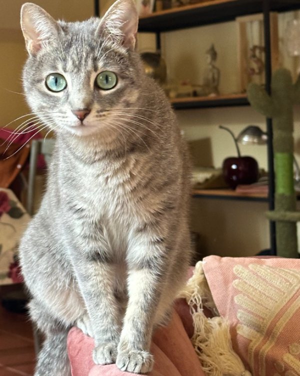 Missing Cat - Cabanillas del Campo