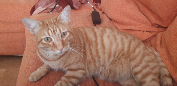 Found Cat - Colmenar Viejo