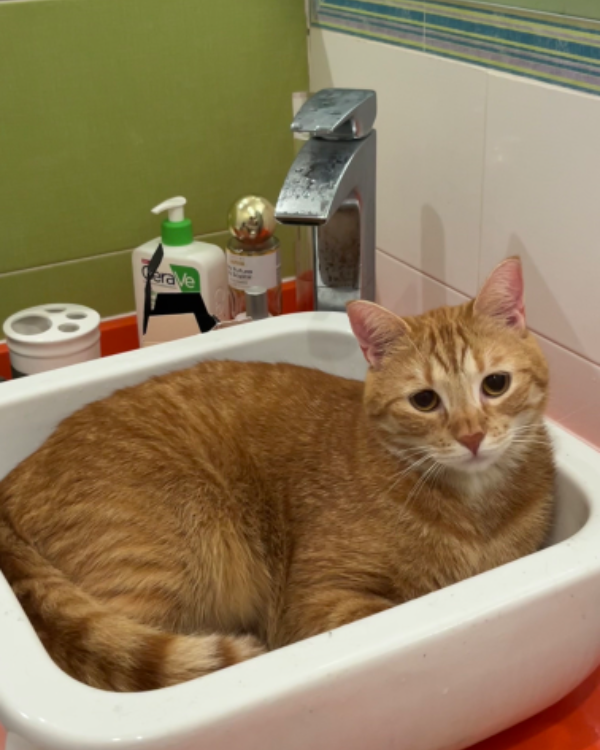 Missing Cat - Las Rozas de Madrid