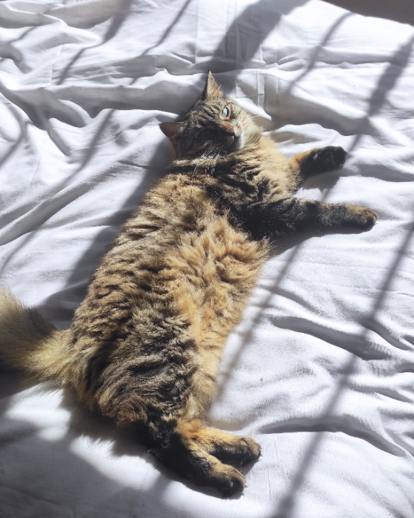 Missing Cat - Dénia