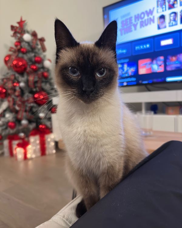 Missing Cat - Unknown