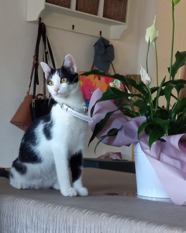 Missing Cat - Oliva