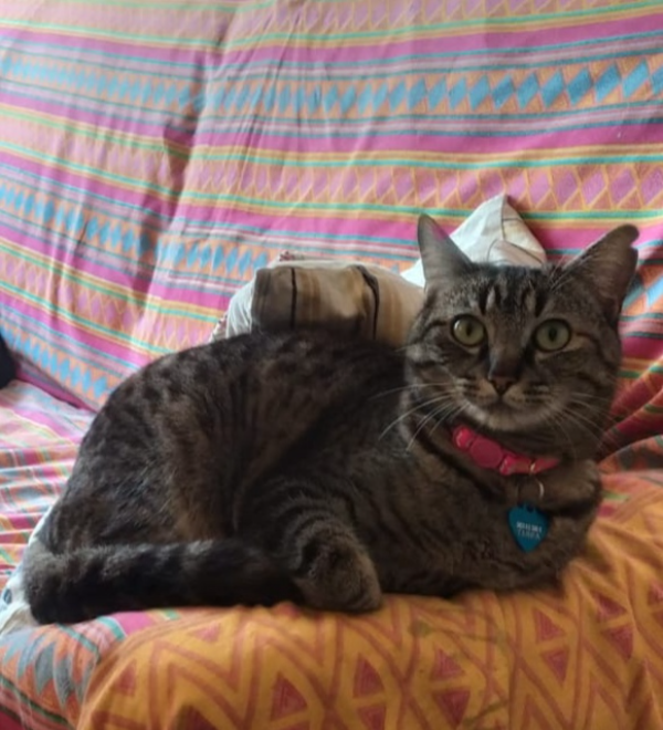 Missing Cat - Tarifa