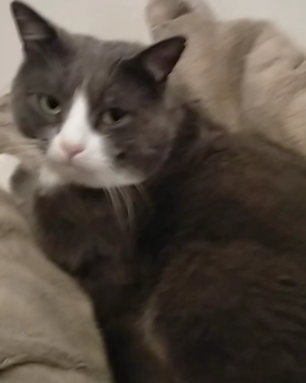 Missing Cat - La Celada