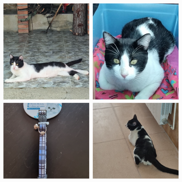 Missing Cat -  Can Fornaca 