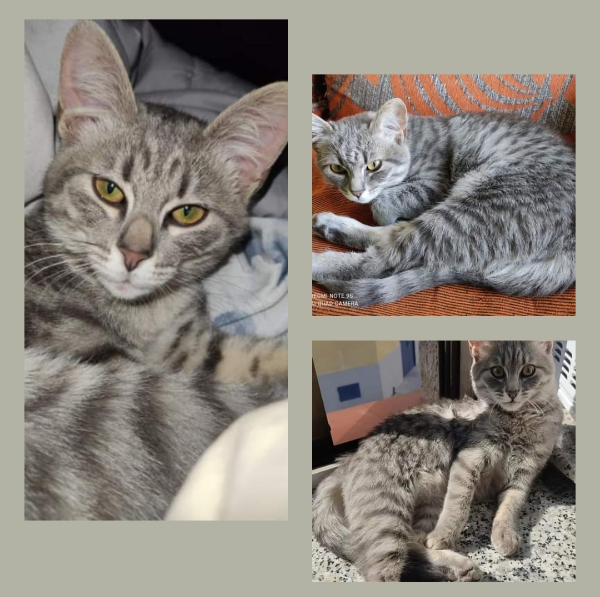 Missing Cat - Ondara