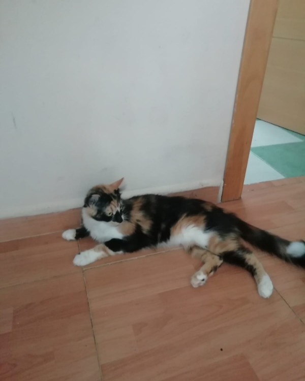 Missing Cat - Mairena del Aljarafe