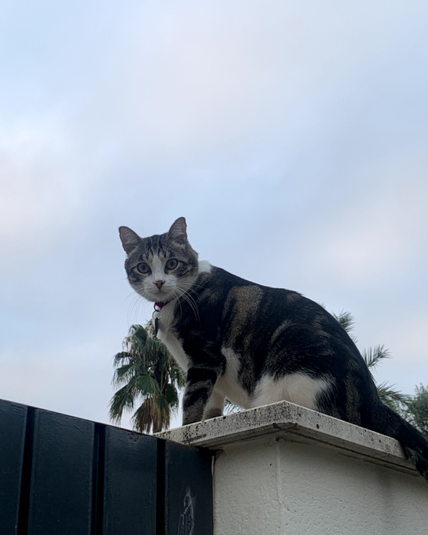 Found Cat - Dos Hermanas