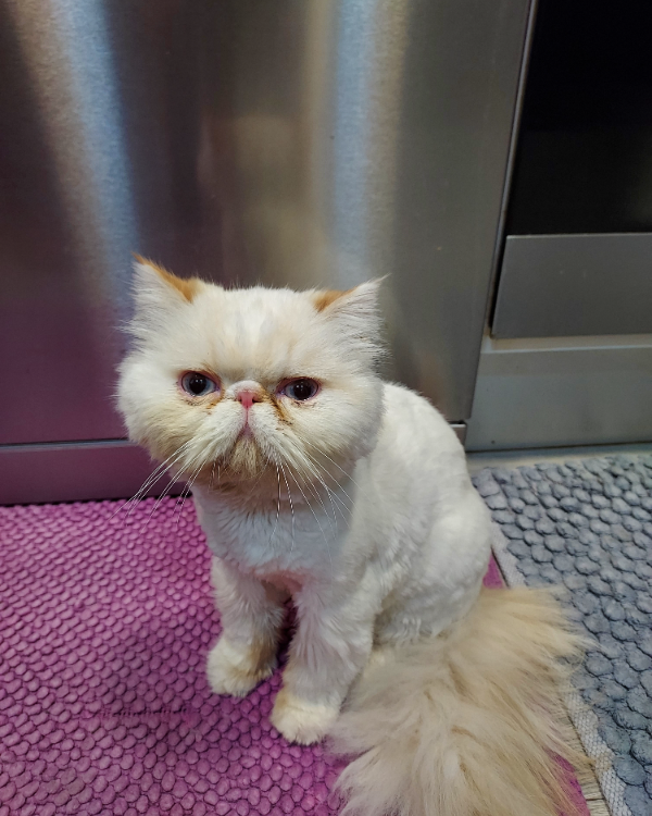 Missing Cat - Herradón de Pinares