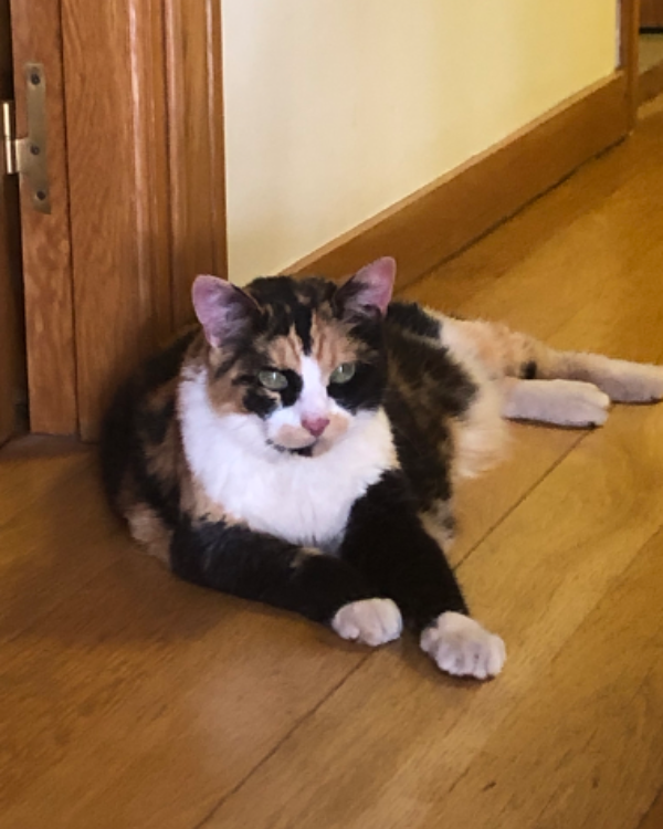 Missing Cat - Sierra Elvira (Dos Hermanas)