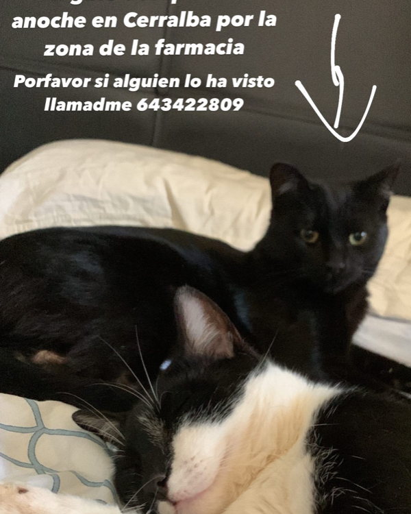 Missing Cat - Cerralba