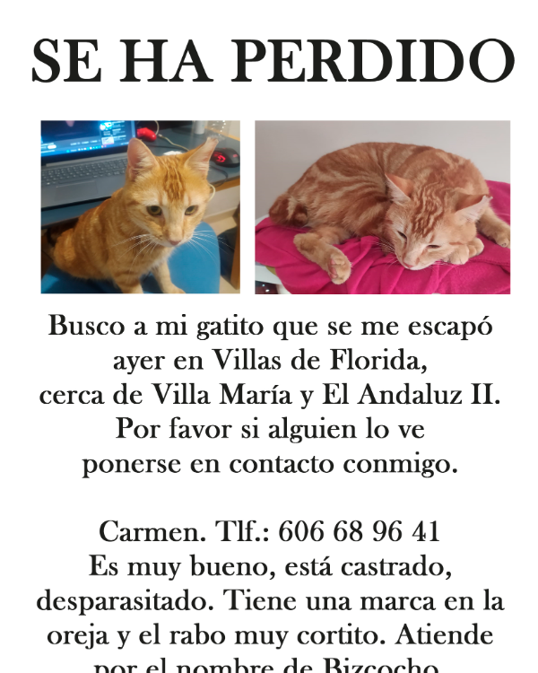 Missing Cat - Almería