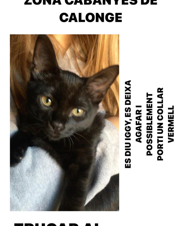 Missing Cat - Calonge