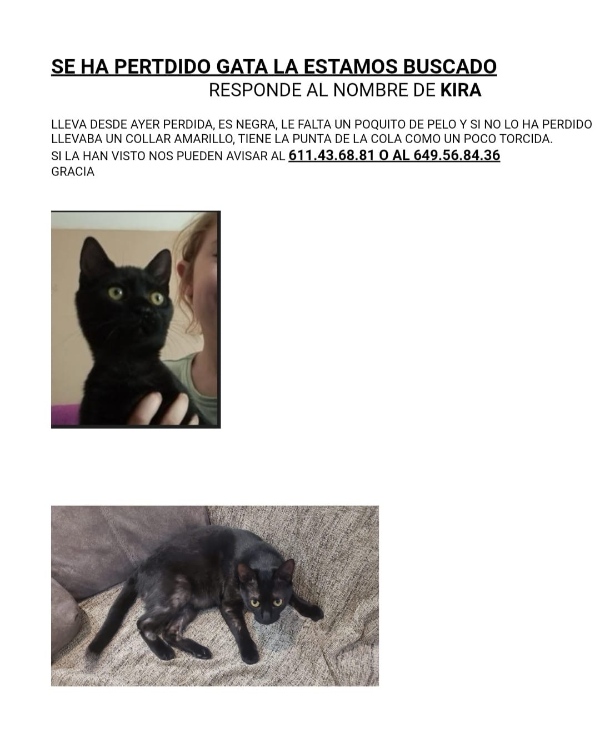 Missing Cat - Calafell