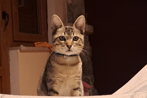 Missing Cat - Samano