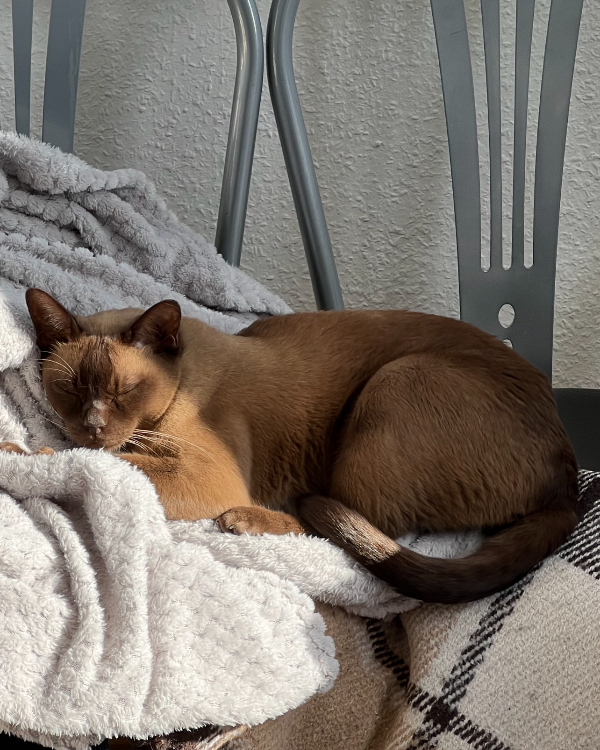 Found Cat - Santander