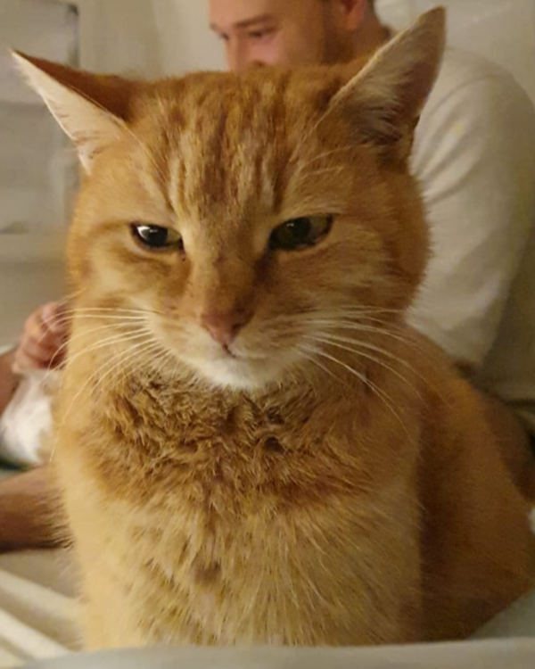 Missing Cat - Terrassa