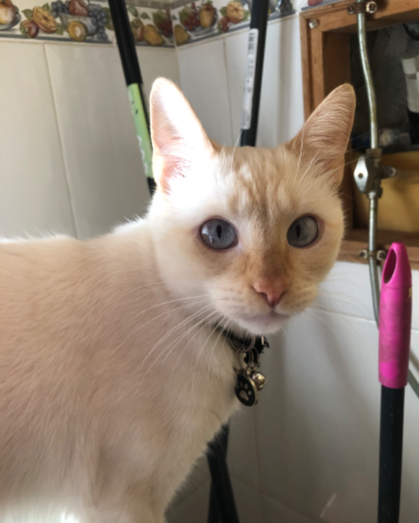 Missing Cat - Orihuela