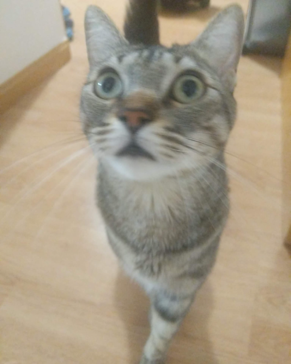 Found Cat - Rivas-Vaciamadrid