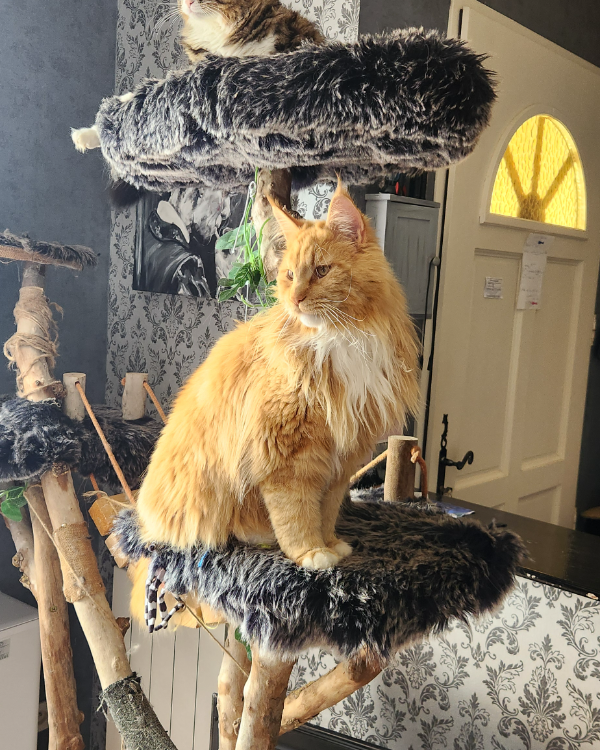 Missing Cat - Terssac