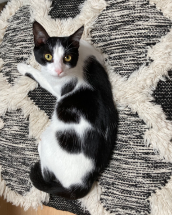 Found Cat - Château-Thierry