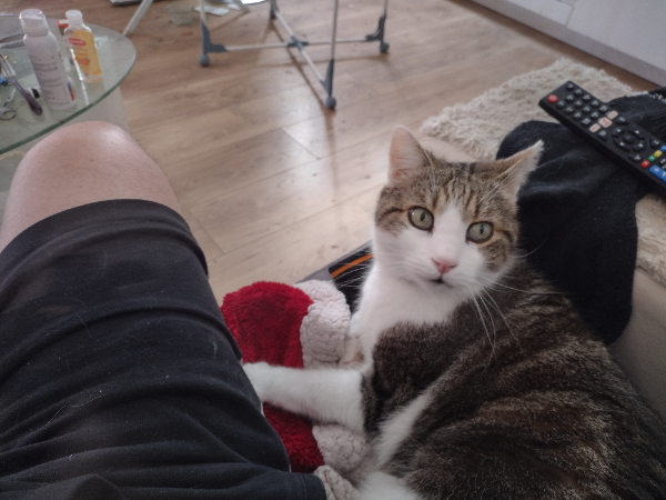 Missing Cat - Vailhauquès