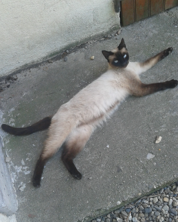 Missing Cat - Ludon-Médoc