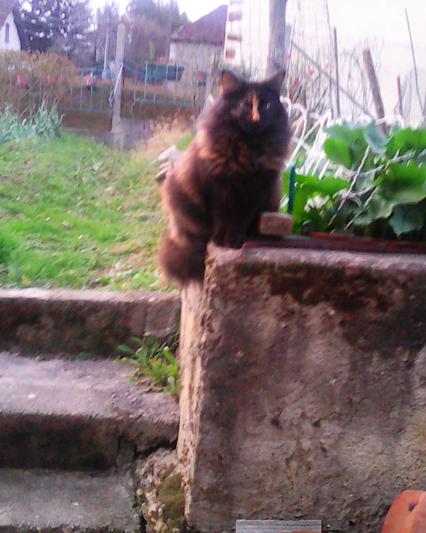 Missing Cat - Arthez-de-Béarn