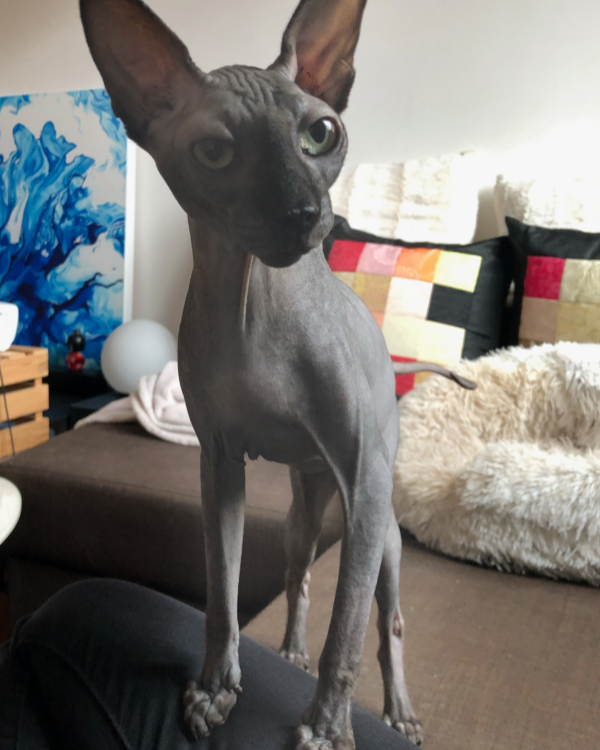 Missing Cat - Saint-Georges-d'Oléron