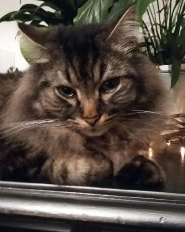 Missing Cat - Desvres 62240