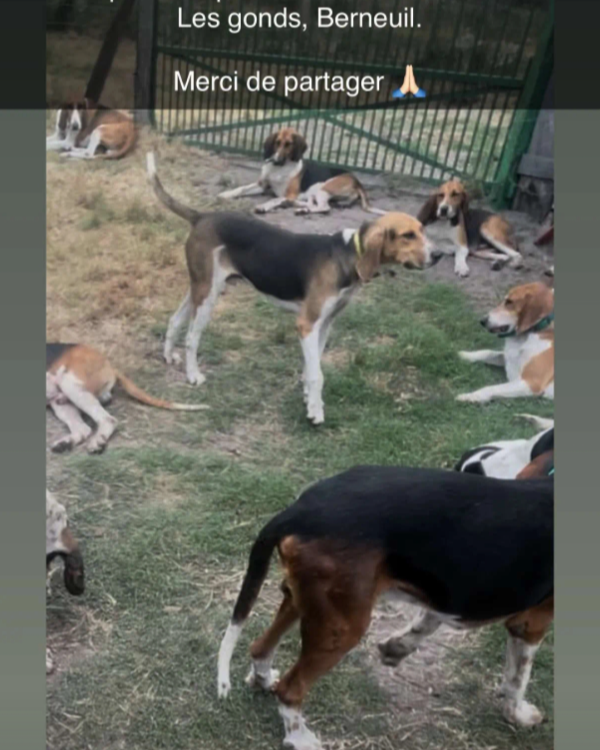 Missing Cat - Les Gonds