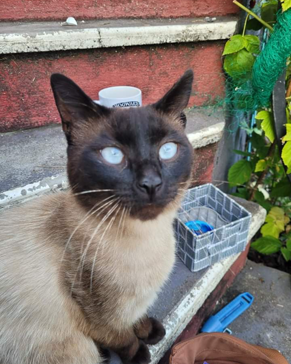 Missing Cat - Fesches-le-Châtel