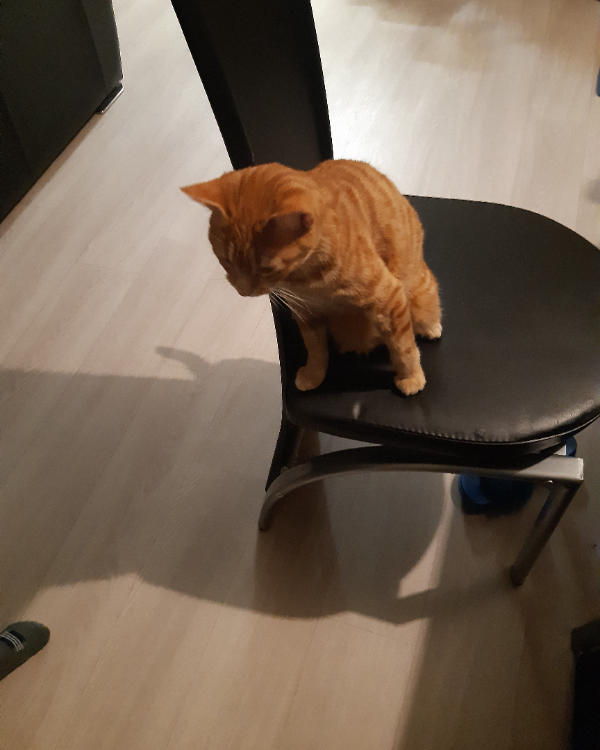 Missing Cat - Cahors