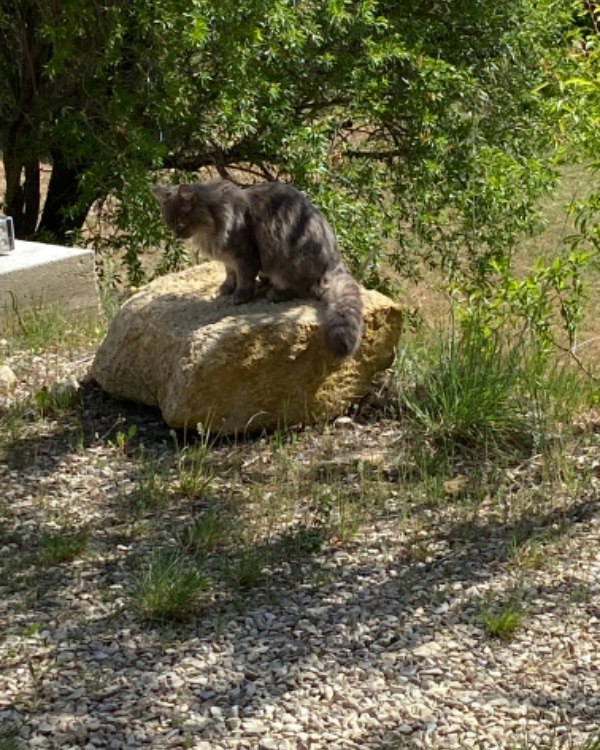 Missing Cat - Puyvert