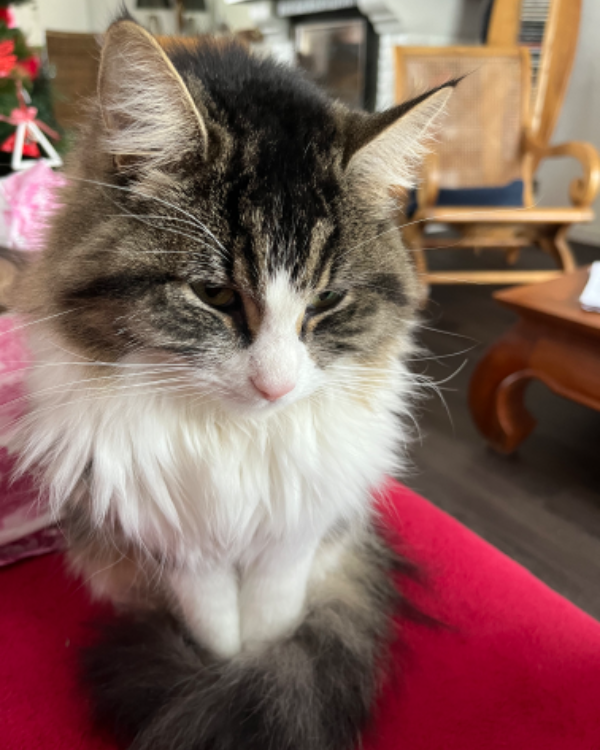 Missing Cat - charolles champ du village 