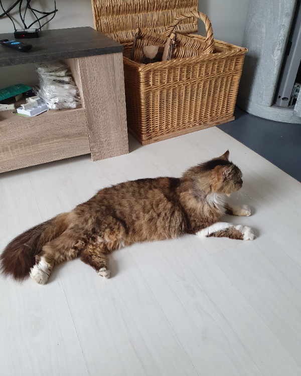 Missing Cat - Bainville-aux-Saules