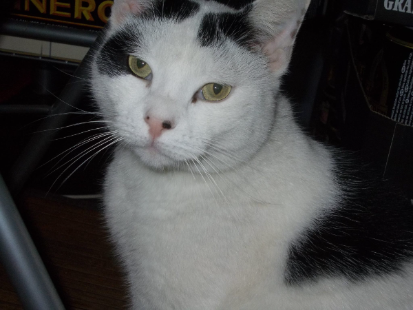 Missing Cat - Leucate