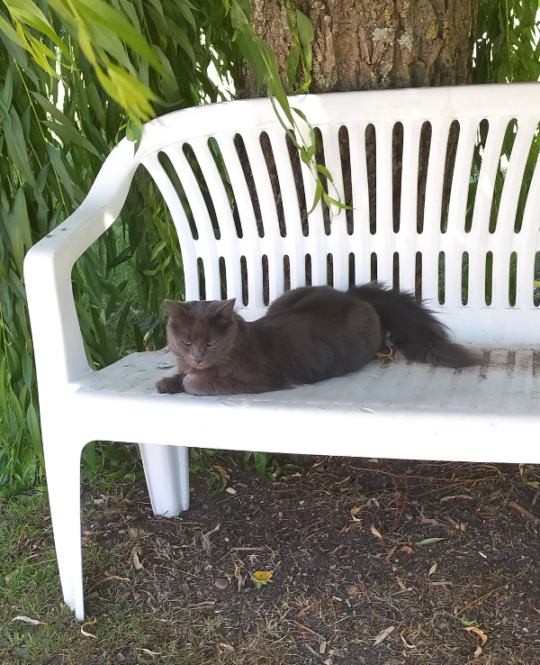 Missing Cat - Boigny-sur-Bionne