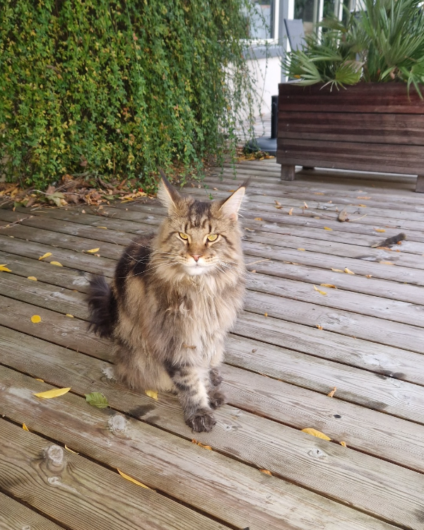 Missing Cat - Château-Thébaud