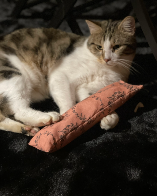 Missing Cat - Maignaut-Tauzia