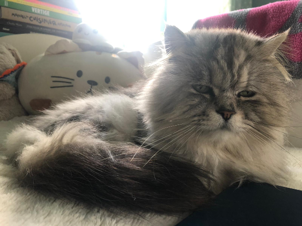 Missing Cat - Saint-Yvi