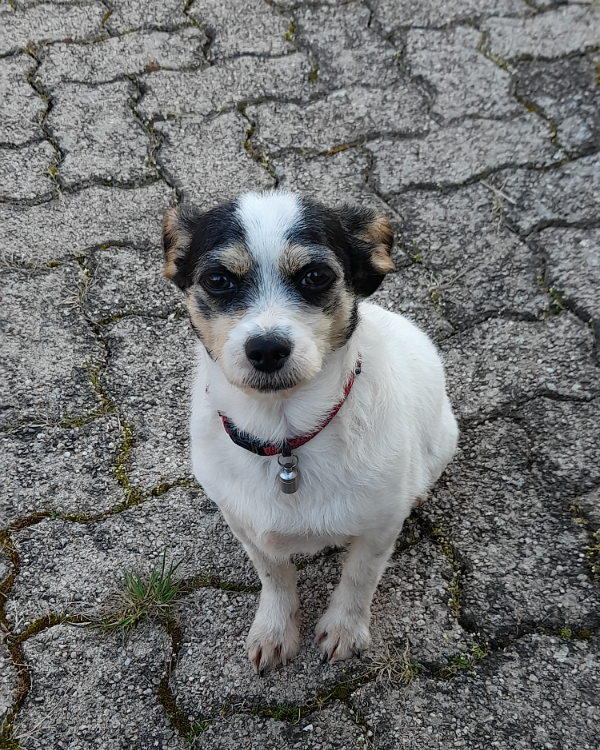 Missing Cat - Saulcy-sur-Meurthe