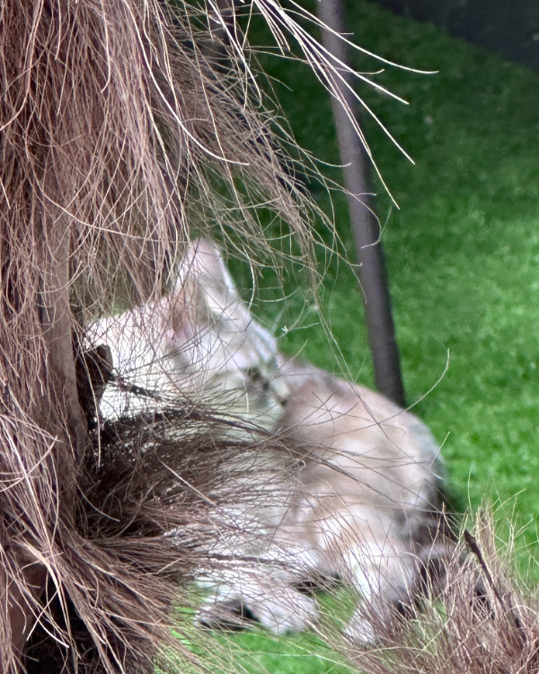 Missing Cat - Bordeaux