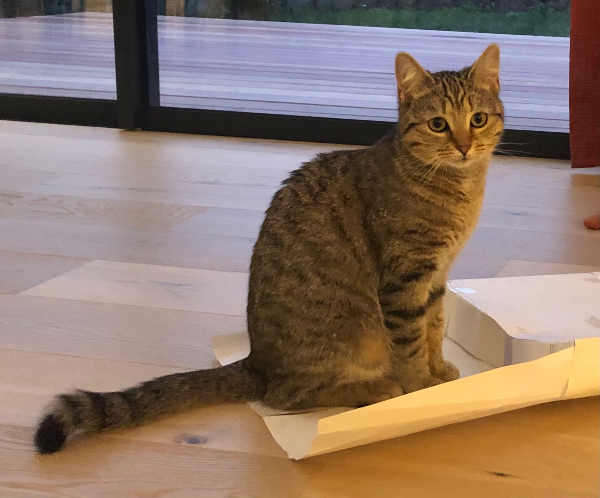 Missing Cat - Saint-Nazaire