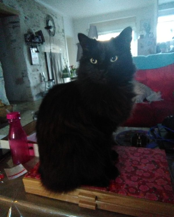 Found Cat - Le Pallet