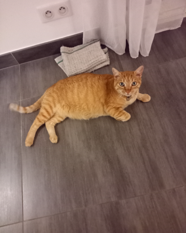 Missing Cat - Montaigut