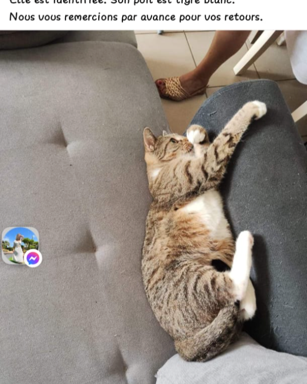 Missing Cat - Pontchâteau