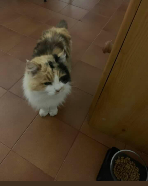 Missing Cat - Foulayronnes