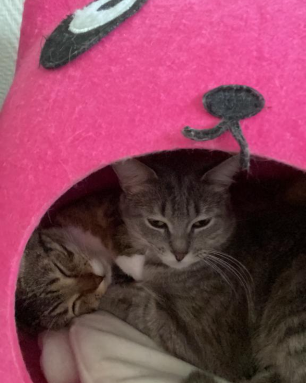 Missing Cat - Molières-sur-Cèze